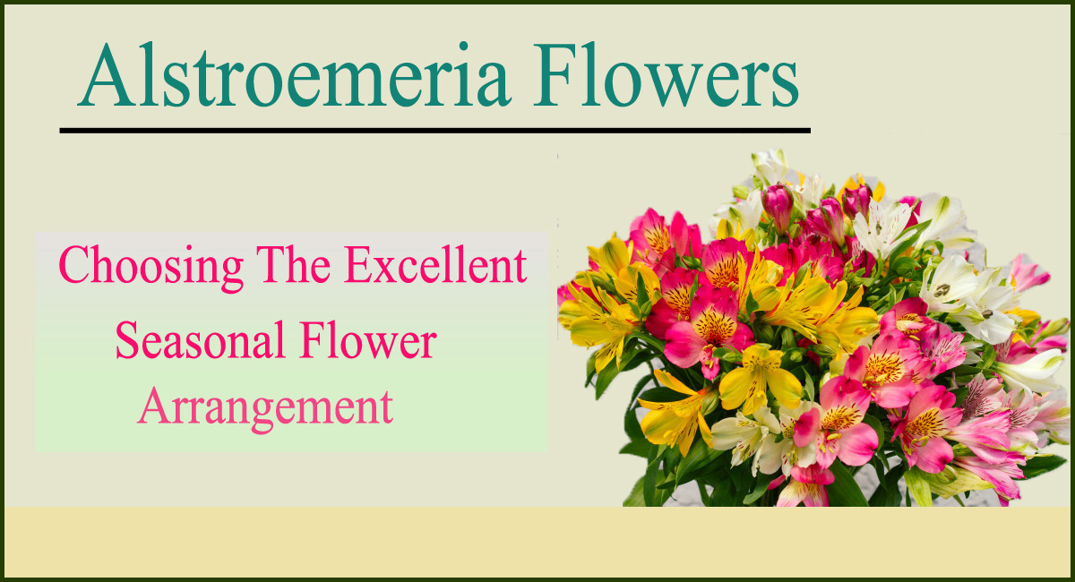 alstroemeria flowers- Alstroemeria Flowers- Choosing The Excellent Seasonal Flower Arrangement