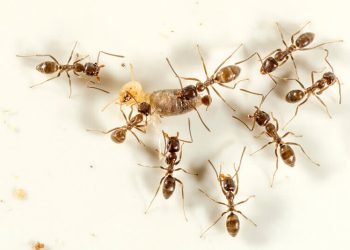 5 Easy Tips To Keep Ants Out Of Your Home