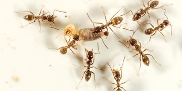5 Easy Tips To Keep Ants Out Of Your Home
