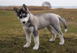 Can Husky Survive In India