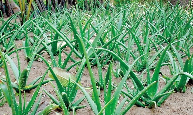 Aloe Vera Cultivation Methods for Beginners in India
