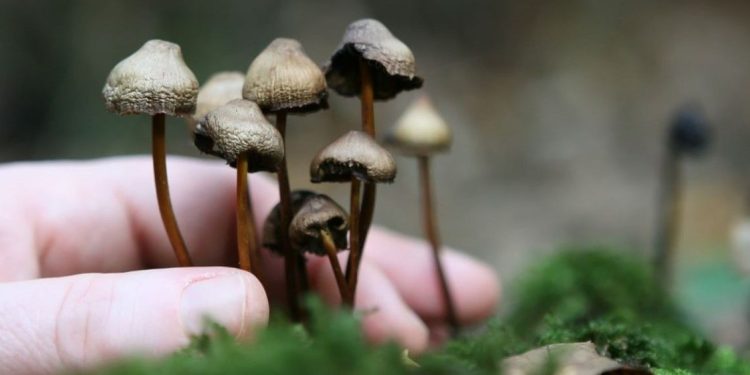 Music and magic mushrooms against depression