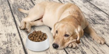 Healthy Food For Dogs