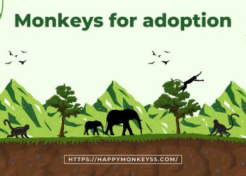 monkeys for adoption
