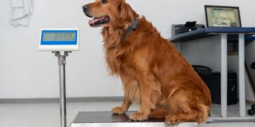 Veterinary Scales Market Size