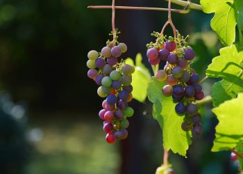 What Makes Wine A Sacrament