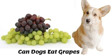 Can dogs eat grapes