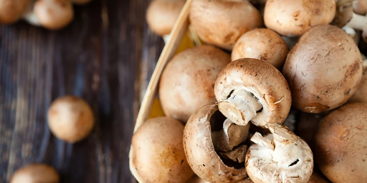 Mushroom supplements for mood, focus, immune health