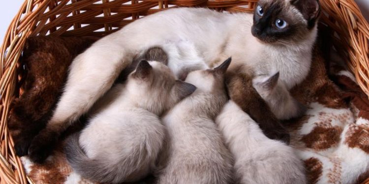 Siamese Cat Colors - Just How Many Different Siamese Point Colors Are There