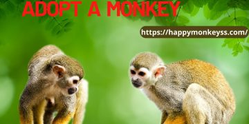 adopt a monkey