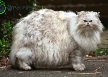 Fluffy Cat Breeds