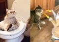 funny cat videos try not to laugh