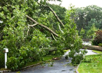 Tree from neighbors property falls during tropical storm Isaias landing on house, covering driveway and knocks down power lines.
